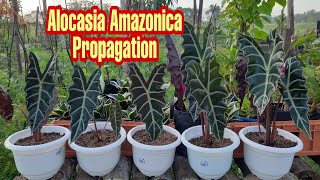 How to Propagate Alocasia Amazonica [upl. by Marquez]