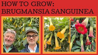 How to grow Brugmansia sanguinea  the Angels Trumpet  a cool climate species of this great plant [upl. by Oni234]