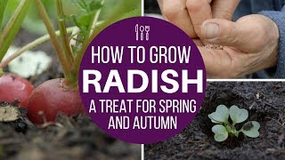 How to grow radish multisow or direct for fast harvests spring and autumn [upl. by Ladd186]