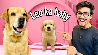 Leo Ka Baby  Papa Ban Gaya Leo  Anant Rastogi [upl. by Arodnap921]