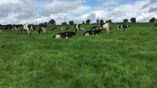 Holstein Friesian cows on Niall OLoughlins farm in Nurney Co Kildare [upl. by Mcgruter412]