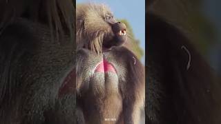 Baboon Monkey 😯 shorts factsinhindi viral [upl. by Baerl]