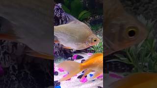 Beautiful Fish Culture Aquaculture golden fish zebrafishpiscesfishinglifebelowwaterlife [upl. by Gerek]