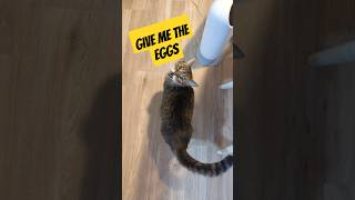 Sir London cat waits for the eggs to drop shorts [upl. by Anelas126]