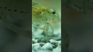 Best Algae Eaters Amano Shrimp 🦐 shorts [upl. by Issie]