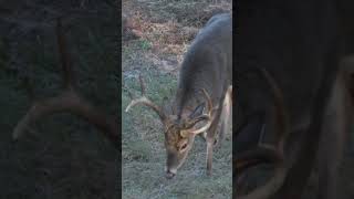 Ralph takes an Awesome Alabama Buck [upl. by Balac257]