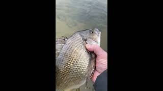 Nice Bream fishing breamspot outdoors [upl. by Chapman714]