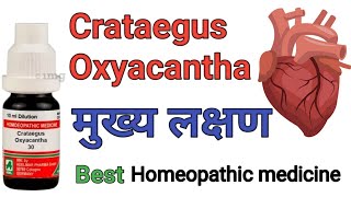 Crataegus Oxyacantha q 1x mother tincture homeopathic medicine benifits amp Uses in hindi [upl. by Vatsug247]