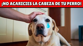 NO ACARICIES más la cabeza de tu perro hasta ver esto  ¡Quedarás en shock [upl. by Suoirad]