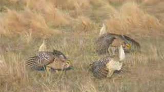 Sharptailed Grouse Courtship Dance [upl. by Amairam627]