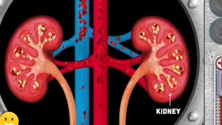 Urogenital system animation videos  Anatomy Visual1  Learny Land [upl. by Rozele]