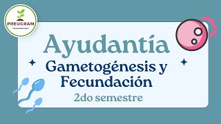 Ayudantía 4 Gametogénesis y Fecundación  Preugram [upl. by Nnep]