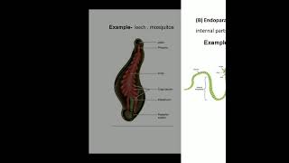 Filter feeding in polychaeta in invertebrates [upl. by Ellennaj]