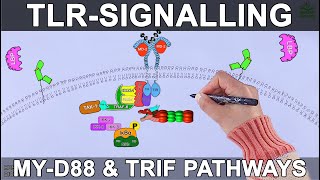 TLR Signalling Pathway [upl. by Roee]