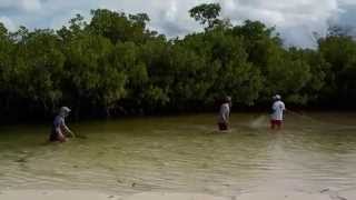 Mangrove Fishing in Cuba 2014 Local fisherman [upl. by Levi]