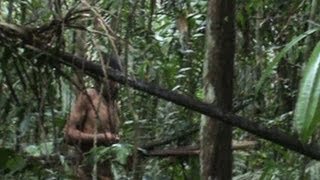 Imagens inéditas de tribo isolada na Amazônia [upl. by Ibbie]