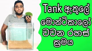 How to grow monte carlo aquarium plant easily Carpet plant for Aquascaping sinhala FHD kaveeaqua [upl. by Erdnaek738]