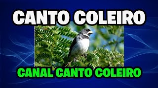 CANTO COLEIRO 3° NOTA PARDO FANTÁSTICO [upl. by Ilram]