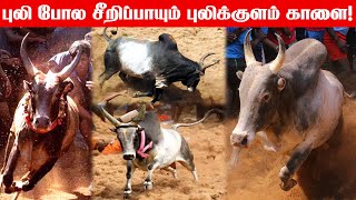 Cow  Pulikulam Kalai  புலி போல சீறிப்பாயும் புலிக்குளம் காளை நாட்டு மாடு Jallikattu Kalai  bull [upl. by Phyllis]