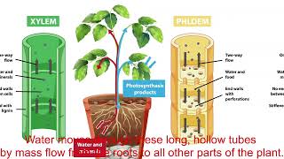 Transport Systems in Plants [upl. by Laemsi332]