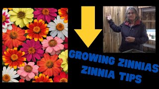 Growing Zinnias Indoors Transplanting Zinnias Zinnia Tips [upl. by Oijile]