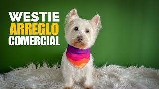 Curso de peluquería canina WESTIE [upl. by Carlotta22]