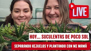 SUCULENTAS DE POCO SOL plantando y separando hijuelos en vivo con mi mamá AlmaCactusera [upl. by Atteynek]