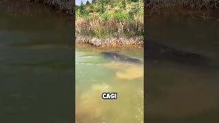 Este BÚFALO se sumergió por COMPLETO en el AGUA 😱 [upl. by Hailahk254]