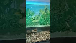 Amazing Goldfish Tank Setup in 2024 Ultimate Aquarium Transformation shortsfeed shorts zoo [upl. by Keenan533]