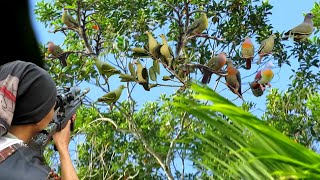 BERBURU GEROMBOLAN BURUNG PUNAI BUAT DI MASAK GURIH DI TENGAH HUTAN [upl. by Theron]