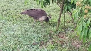 A cute morning grazer in  Aronye obokaks eco resort in  JHARGRAM WB [upl. by Jobina]