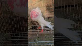 Norwich cropper song punjabisong newsong trending pigeon fantail ayamcemani birds [upl. by Piselli]