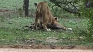 Lioness Killing Male Cheetah [upl. by Lerraf]