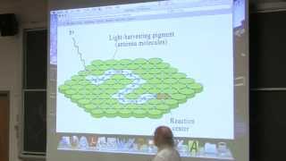 34 Biochemistry Lecture Photosynthesis from Kevin Aherns BB 350 [upl. by Opiak479]