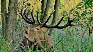 Hirschbrunftstarke HirschRed stagrut timeRykowiskomocny jeleń byk La chasse au cerf  la brame [upl. by Jamilla]