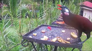 Montezuma oropendola birds in Costa Rica [upl. by Eibo]