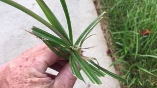 GCI Turf Services weed of the month  Nut Sedge [upl. by Akemad62]