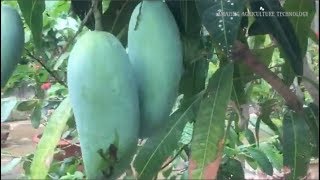 How to grow Mango Tree in Pot  Complete Growing Guide [upl. by Cumine]