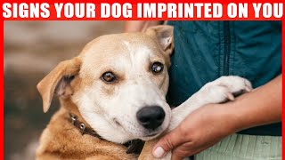 15 Signs Your Dog Considers You Its Mother [upl. by Westmoreland]