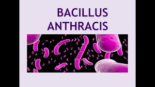 Bacillus Anthracis  Microbiology [upl. by Erodasi]