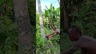 cutting down the tallest palm tree in the world [upl. by Marjie568]