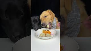 Golden Brother Wants To Eat My Dragon Fruit Again Labrador and Golden Cute Pet Debut Plan [upl. by Tenay]