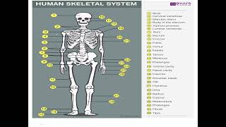 Skeletal System [upl. by Theodora]