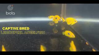 Bali captive bred Lemonpeel Angelfish at Biota [upl. by Filmer165]