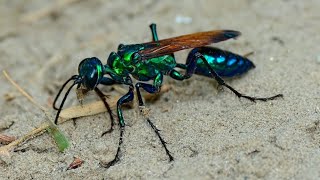 Steelblue Crickethunter Wasp Chlorion aerarium [upl. by Hopfinger401]