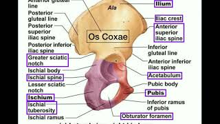 Anatomy  Specific Parts of the Os Coxae Pelvis  Left vs Right [upl. by Shelbi]