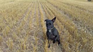 patterdale terrier training 1 [upl. by Alrahs]