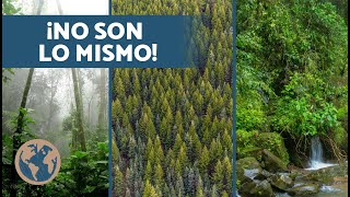 Diferencias entre BOSQUE SELVA y JUNGLA 🌳 ¿Qué son un bosque selva y jungla [upl. by Fannie]