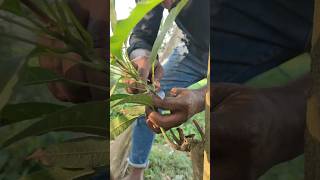 propagation shortvideo nature [upl. by Ilonka]