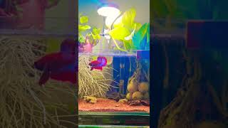 wonderful rare bettafish🐠fishtank fish bettafish aquarium ytshorts shortsvideo [upl. by Vez]